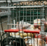Петербургский депутат покопался в продуктовой магазине жителя: на что больше всего уходит денег? - Neva.Today