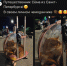 Котик Сёма колесит по миру в своём личном чемоданчике с хозяевами петербуржцами. - Fiesta.Ru