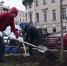 В историческом центре Петербурга высадили 22 остролистных клена - ГАZЕТА.СПб