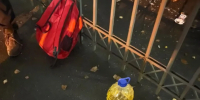 На Ириновском проспекте задержан поджигатель служебного автотранспорта - ГАZЕТА.СПб