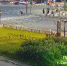 В Петербурге будут судить водителя Daewoo за наезд на велосипедистку на переходе - Peterburg2.Ru