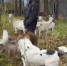 Скриншот видео активистов, защищающих парк (собаки автора видео) - Мой район