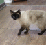 Выяснилось, почему кошки мяукают по-разному перед мужчинами и женщинами - Петербургский дневник