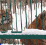 Новые вольеры для новых кошек: в "Дом Тигра" привезут хищников, пострадавших от браконьеров - ГТРК Санкт-Петербург