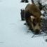 Фотоловушка Нижне-Свирского заповедника поймала осторожного кабана, который переходил ручей по бобровой плотине - Петербургский дневник