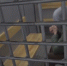 Скриншот видео: ГУ МВД по Петербургу и Ленобласти - Мой район