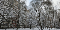 В нынешнем году в Петербурге обиходят более 49 тысяч деревьев и 716 тысяч кустарников - Санкт-Петербург.ру