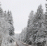 В лесу Всеволожского района потерялся ребенок - Spbdnevnik.ru