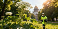 В Петербурге утвердили закон о борьбе с инвазивными растениями - Peterburg2.Ru