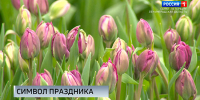 К 8 марта в Ленобласти высадили миллион тюльпанов - ГТРК Санкт-Петербург