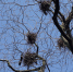 Прилетели вместе с весной: биолог рассказал, какие птицы вернулись с зимовки в Петербург - Neva.Today