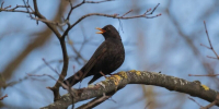 11 марта 2026 года стало самым тёплым в истории Петербурга - Metro Петербург