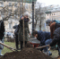 В Петербурге восстановят утраченные зеленые насаждения - Санкт-Петербург.ру