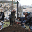 В рамках восстановления озеленения в историческом центре в этом году будет высажено более 400 деревьев - Комитет по благоустройству