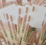 Экс-замглавы Токсово отправили под домашний арест за взятку в 30 млн рублей - Комсомольская правда