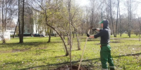 За время месячника благоустройства на улицы Петербурга высадят 280 тысяч цветов - Санкт-Петербург.ру