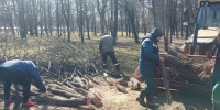 Непогода повалила больше 50 деревьев в Петербурге - Neva.Today