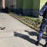 В Петербурге коптер у «Охтинского бульвара» без взрывчатки — его отправят на экспертизу - Neva.Today