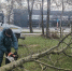 В Петербурге после сильного ветра убирают упавшие деревья в скверах и на дорогах - Neva.Today