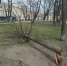 Дорожные и садово-парковые предприятия оперативно устранили последствия сильного ветра - Комитет по благоустройству