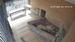 Лев Адам из Ленинградского зоопарка празднует день рождения
