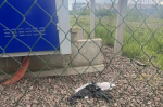 16-летний парень поджег трансформаторную будку в Петербурге