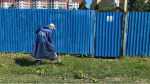 В Приморском районе активно ведется борьба с борщевиком