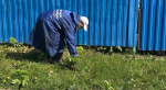 В Приморском районе активно ведется борьба с борщевиком