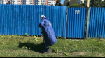 В Приморском районе активно ведется борьба с борщевиком