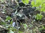 Опубликовано видео уничтожения беспилотников над Петербургом
