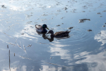 В Петербурге стартовал сезон уборки водорослей с городских водоемов