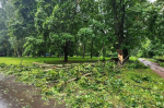 В Петербурге из-за шторма упало 20 деревьев