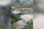 В Кингисеппском районе из-за плотины бобров вода вытекла к домам