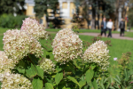 В Петербурге оштрафовали 40 нарушителей за незаконный снос зеленых насаждений