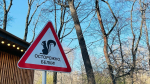 Рыжая озорница смертельно опасна — почему петербуржцам советуют убрать орешки?
