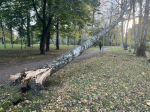 Дорожники и садовники оперативно устранили последствия сильного ветра