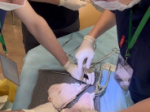 Курсанты Академии приняли участие во Всероссийской студенческой Олимпиаде «Medical quest» в Казани